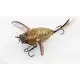 Chase Baits Ripple Cicada
